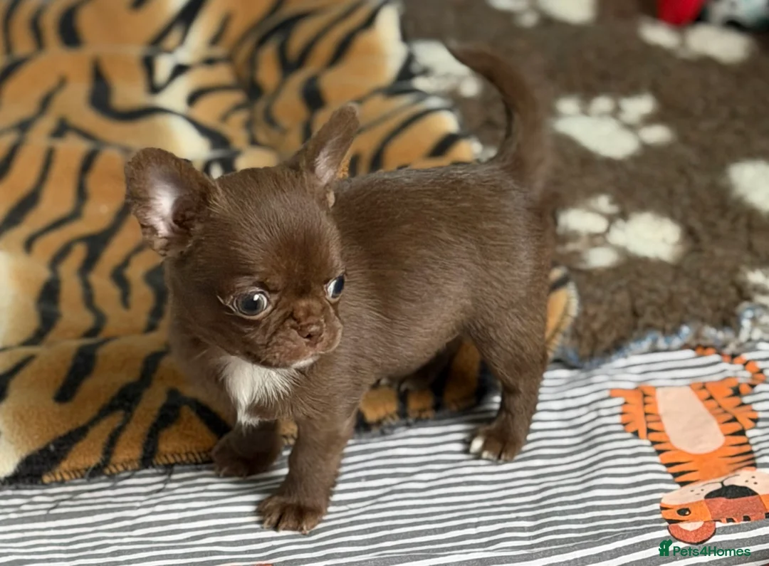 Chihuahua dogs for sale: Chihuahua girls  - Advert 4