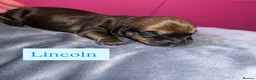 Dachshund dogs for sale: Dachshund Puppys - Advert 13