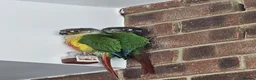 Conures birds for sale: Ricky & Cleo - Advert 2