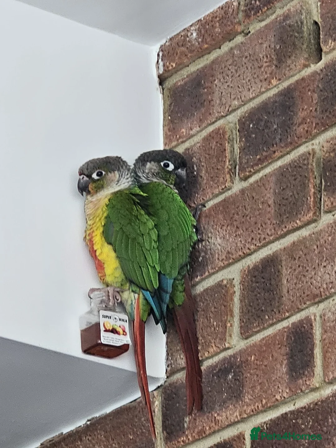 Conures birds for sale: Ricky & Cleo - Advert 2