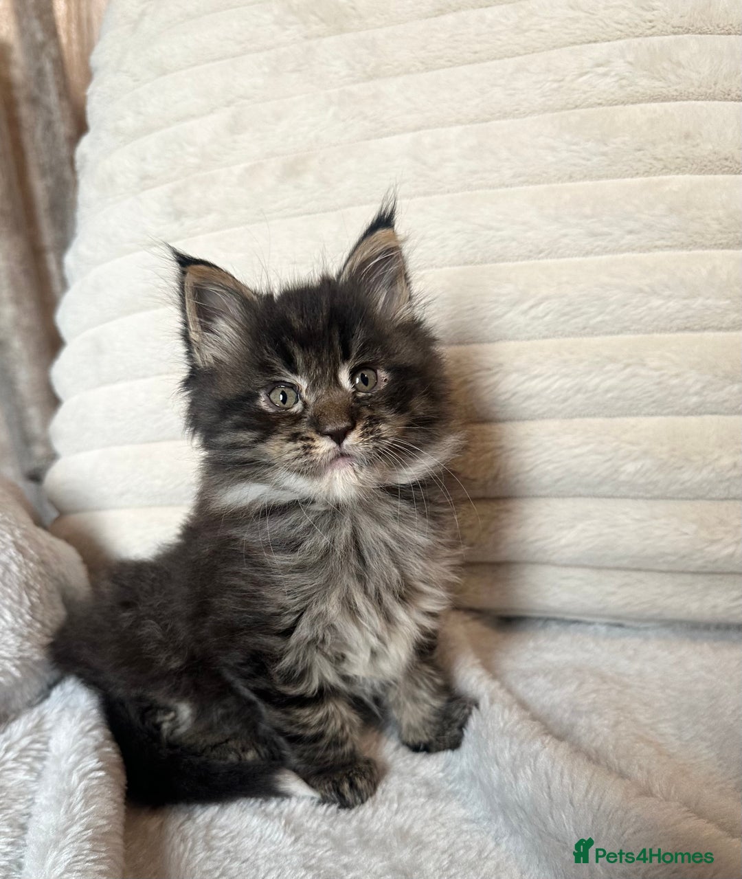 Maine Coon cats for sale: Gorgeous Maine Coon boy  - Advert 1