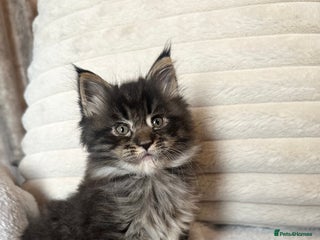 Maine Coon cats Gorgeous Maine Coin boy - Advert 1