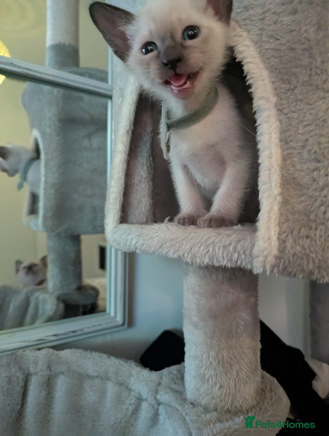Siamese cats for sale: Your Heart Will Melt! Amazing Siamese Kittens! - Image 9