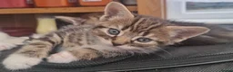 Domestic Shorthair cats for sale: Gorgeous Tabby & White Kittens – Ready Now! - Advert 5