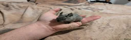 Degus rodents for sale: Young blue/grey degu's lovely and tame - Advert 5