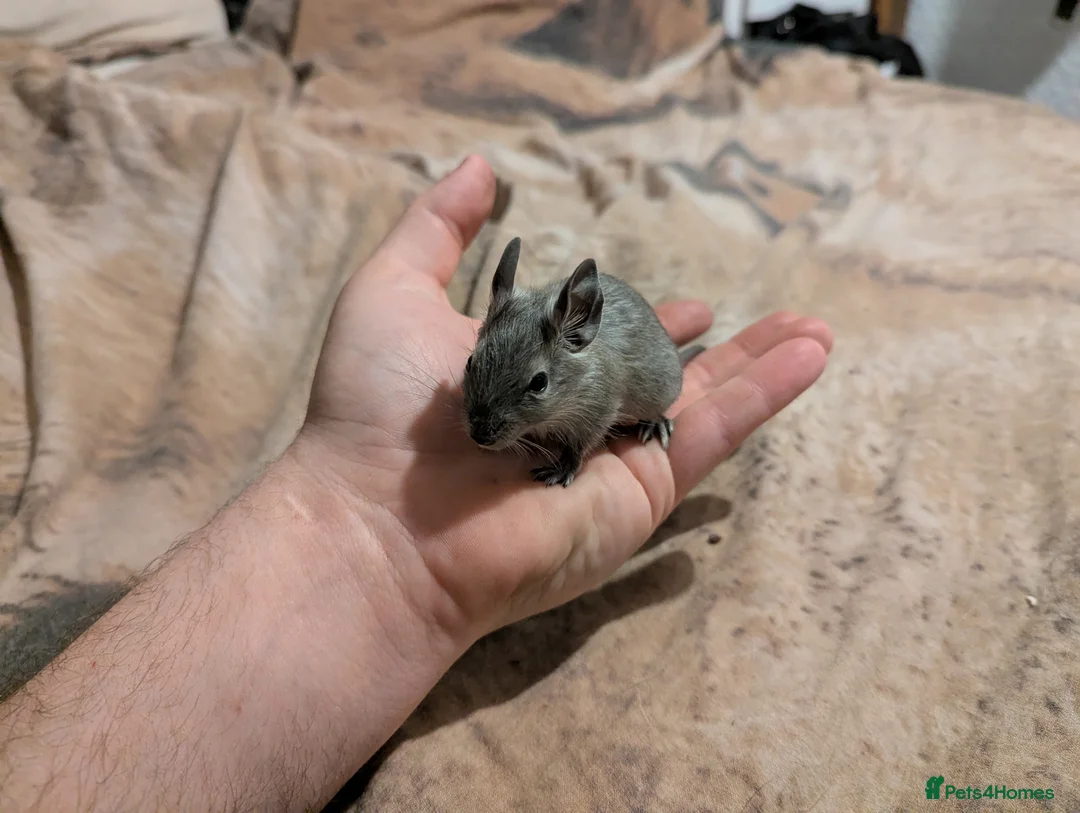 Degus rodents for sale: Young blue/grey degu's lovely and tame - Advert 5
