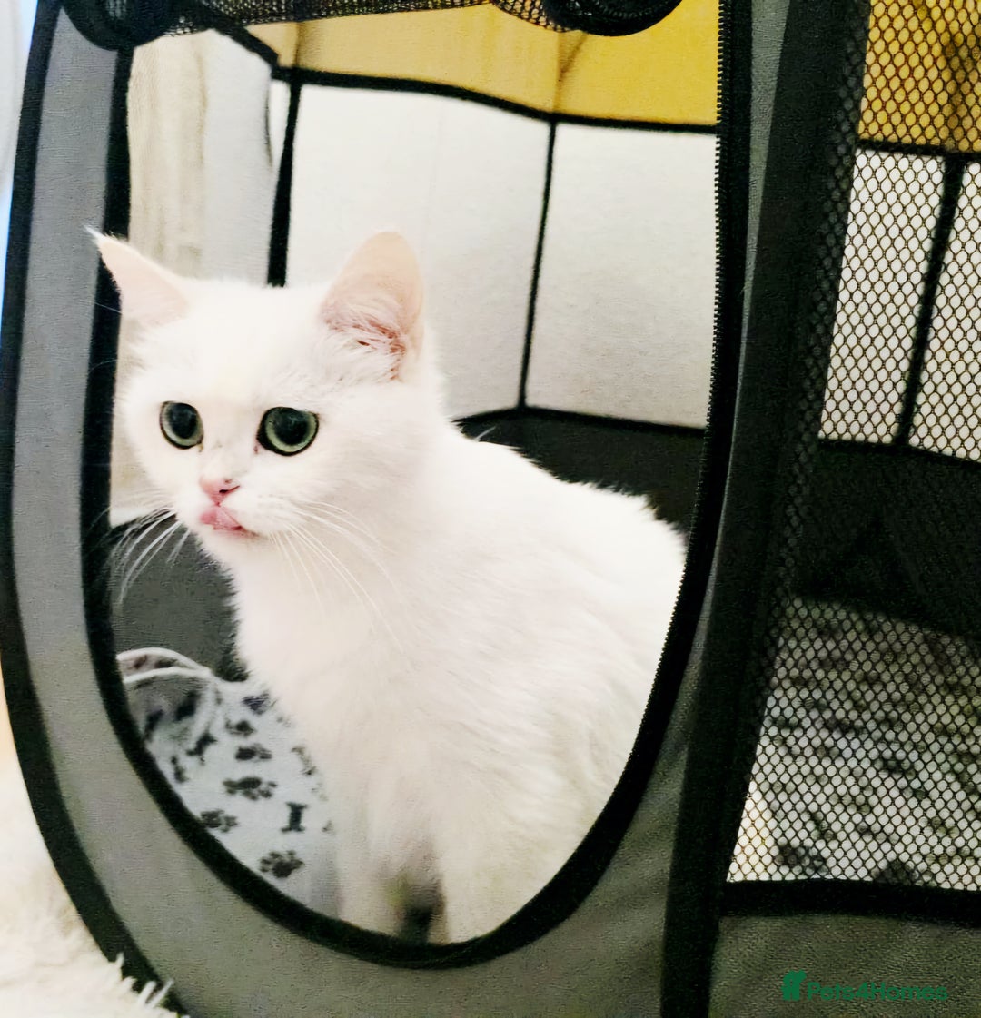British Shorthair cats for sale: BRITISH SHORTHAIR CHAMPION BLOODLINE - Image 30