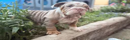 English Bulldog dogs for sale: Rare mini english bulldogs  - Advert 17