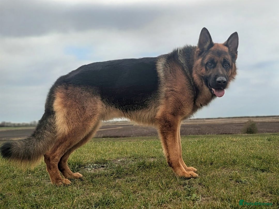 German Shepherd dogs for stud: Top Quality Import Stud 🏆 Health Teased Clear  - Advert 2