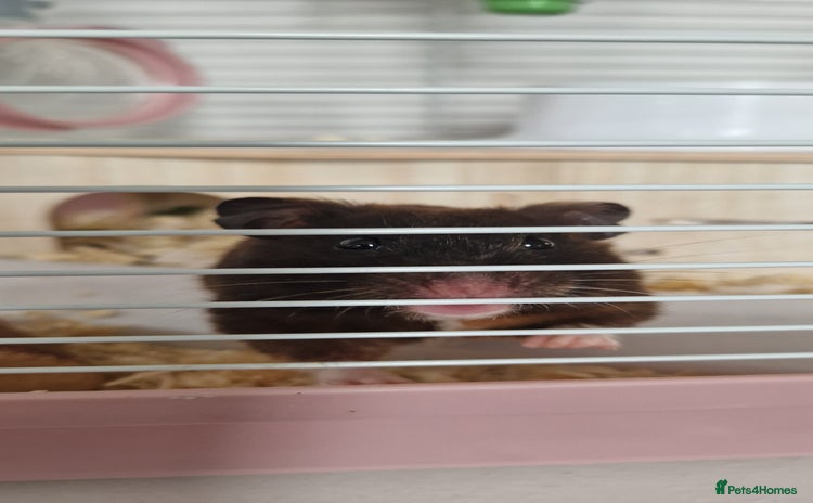Hamster rodents - Advert 4