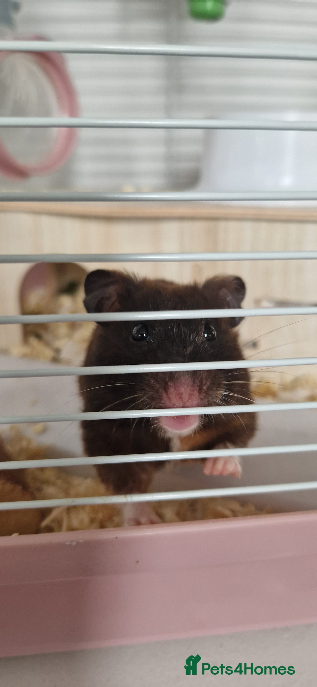 Hamster rodents for sale: Male Hamster  - Image 1
