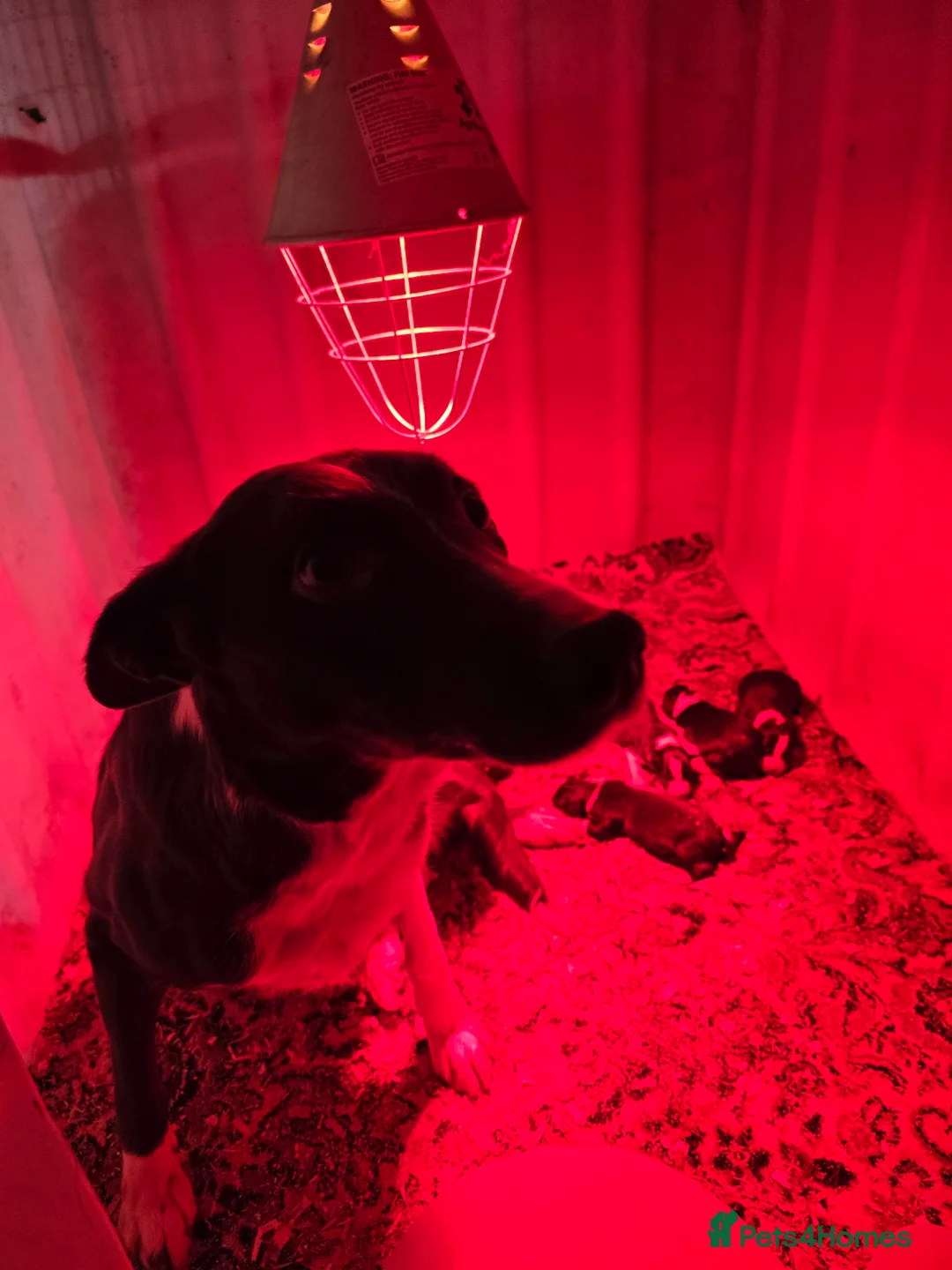 Border Collie dogs for sale: Border Collie Pups - Advert 5