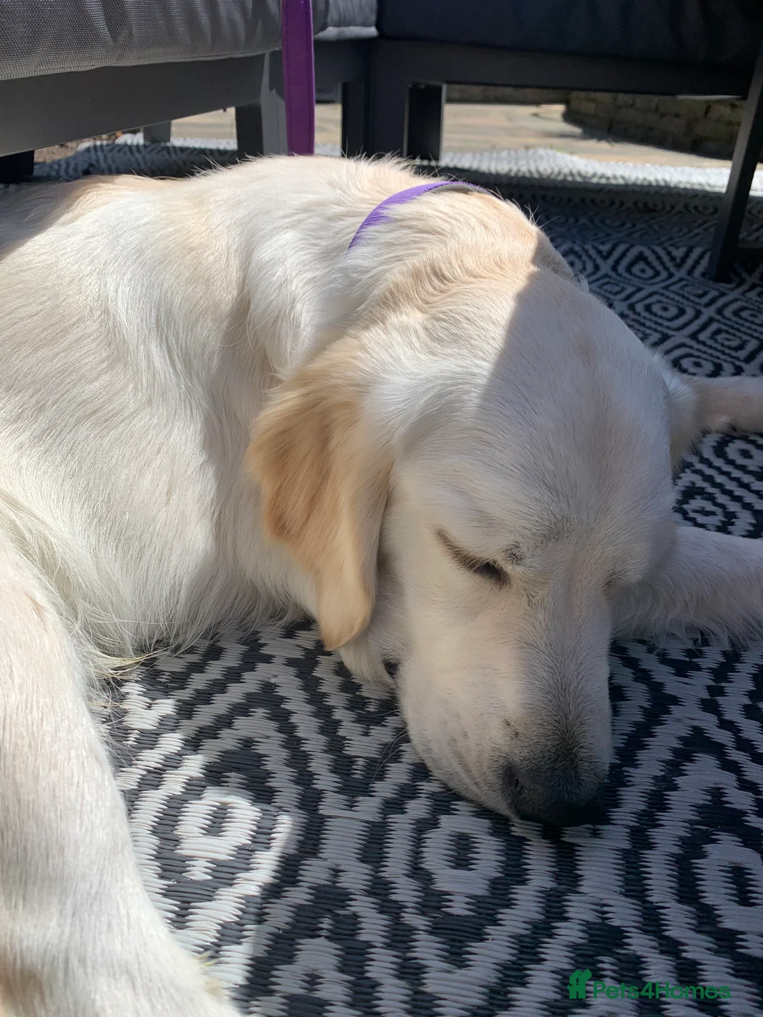 Golden Retriever dogs for sale: Ozzy  - Advert 2