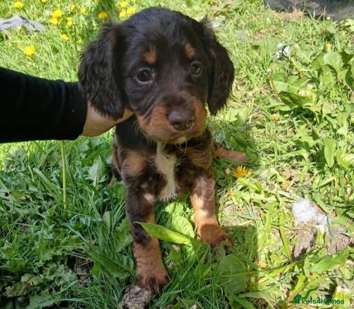 Sprocker dogs 2 springer x cocker pups  - Advert 3