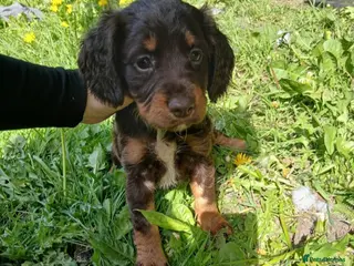 Sprocker dogs 2 springer x cocker pups - Advert 4