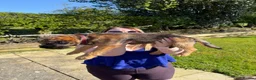 Border Terrier dogs for sale: Border terrier  in Lockerbie - Advert 3