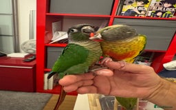 Conures birds for sale: 3 tamed beautiful baby conures - £250 each - Image 2