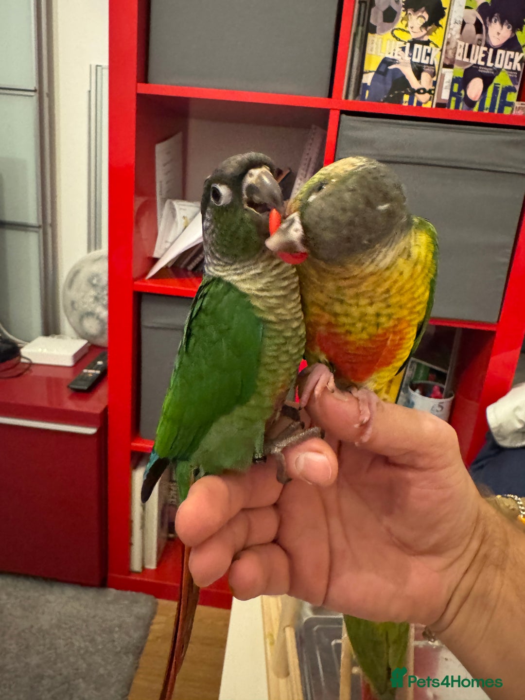 Conures birds for sale: 3 tamed beautiful baby conures - £250 each - Image 2
