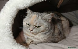 Mixed Breed cats for sale: Kitty - Image 5