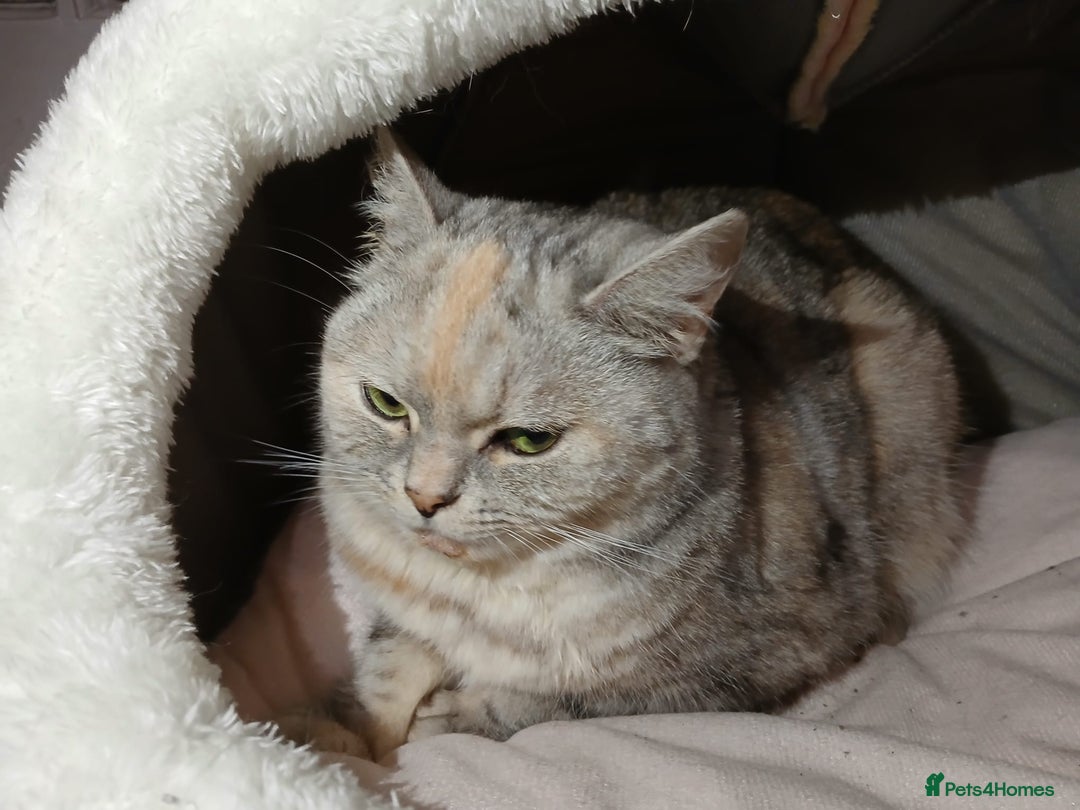Mixed Breed cats for sale: Kitty - Image 5