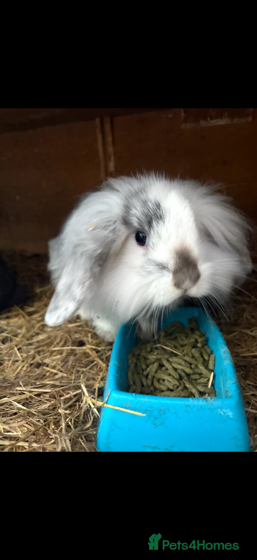 Lionhead rabbits for sale: Female rabbit for sale  in Clacton-on-Sea - Advert 1