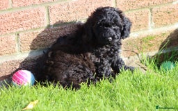 Poochon dogs for sale: F1 Poochon puppies For Sale  - Image 32