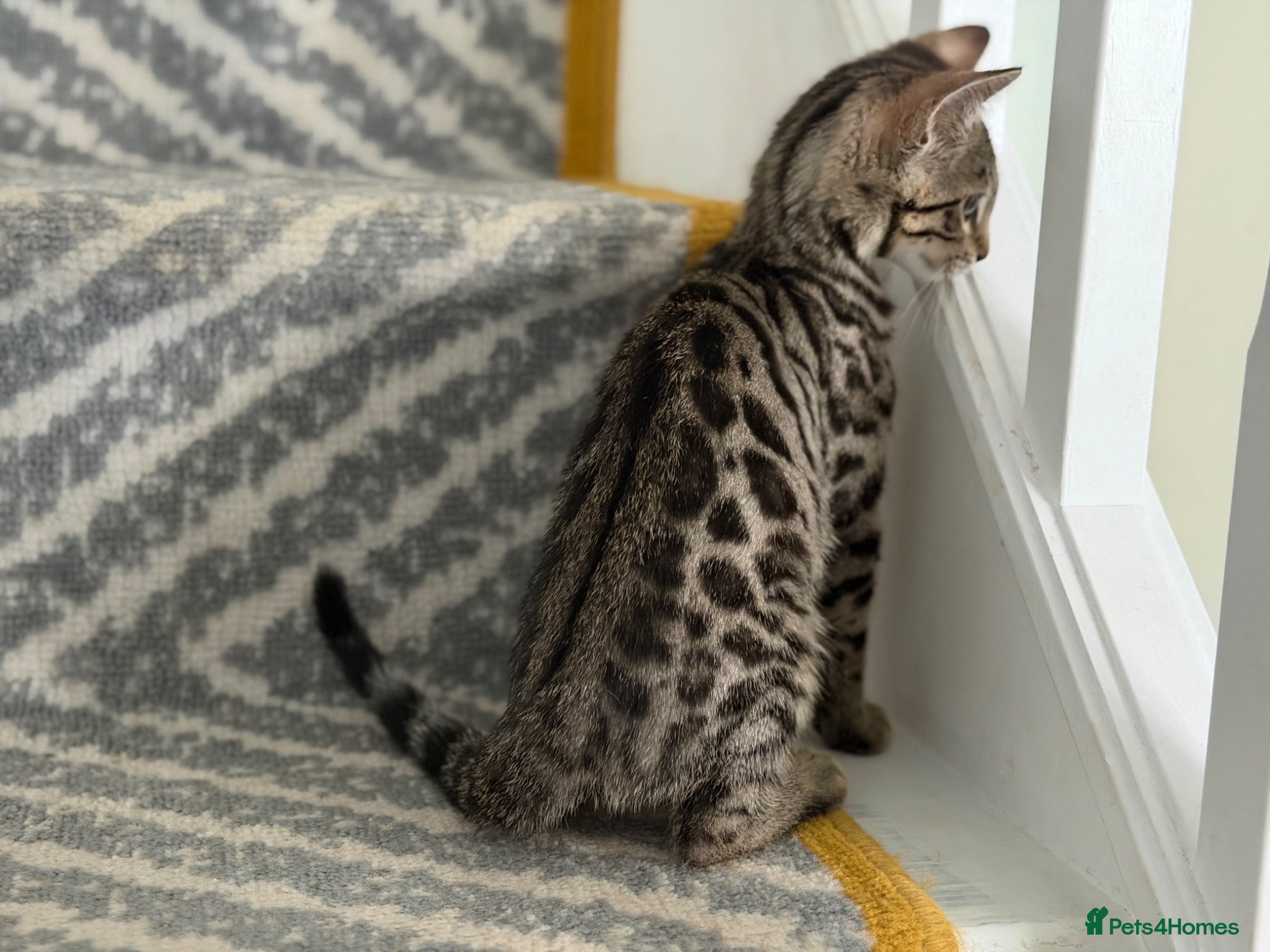 Bengal cats bengal female kittens - Advert 6