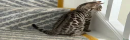 Bengal cats for sale: bengal female kittens - Advert 13