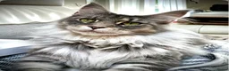 Maine Coon cats for sale: Pedigree maine coon kittens - Advert 18