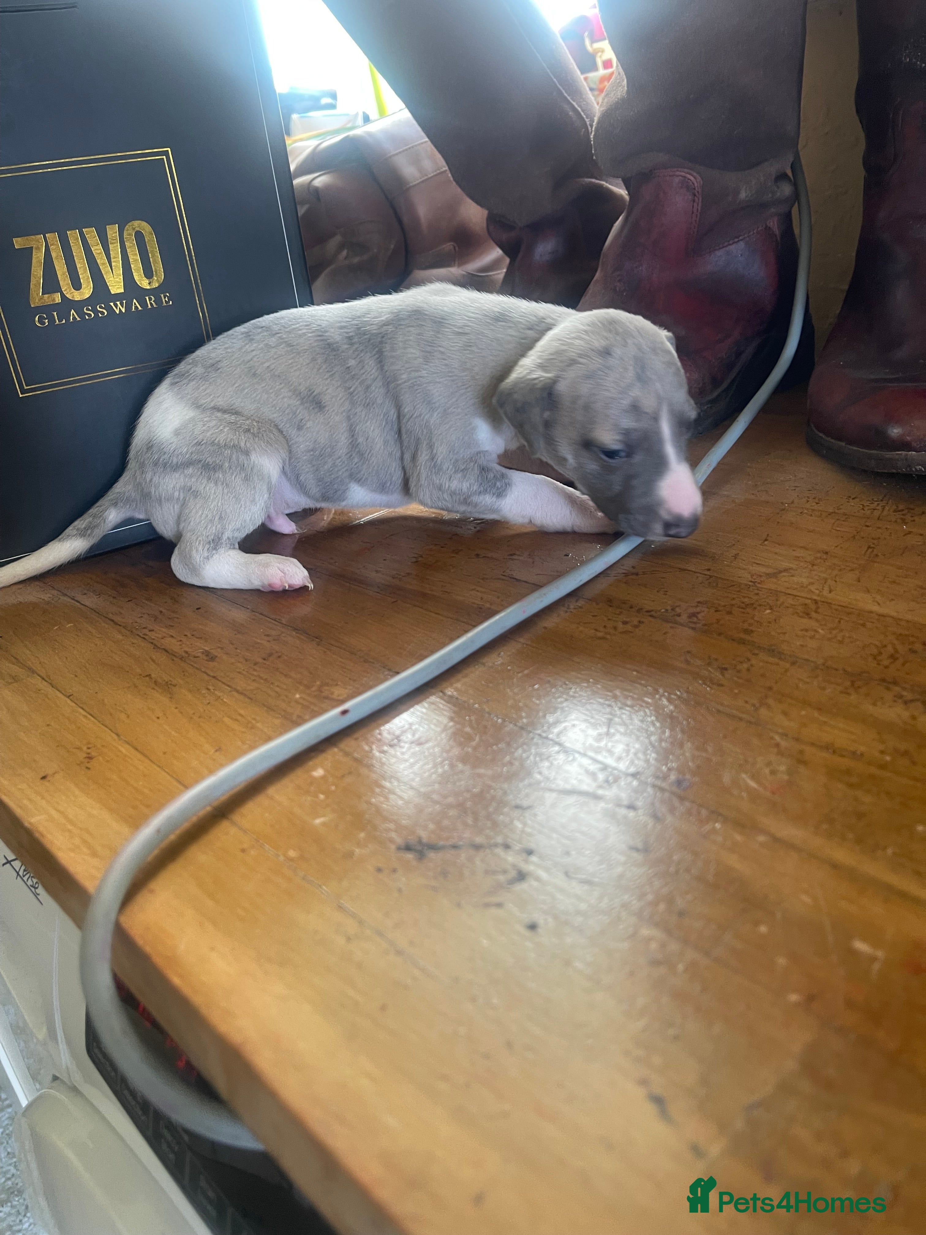 Whippet dogs Whippet Puppies - Advert 2