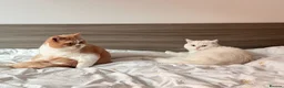 British Shorthair cats for sale: Bonded pair of indoor cats seeking forever home❤️ in Sheffield - Advert 3