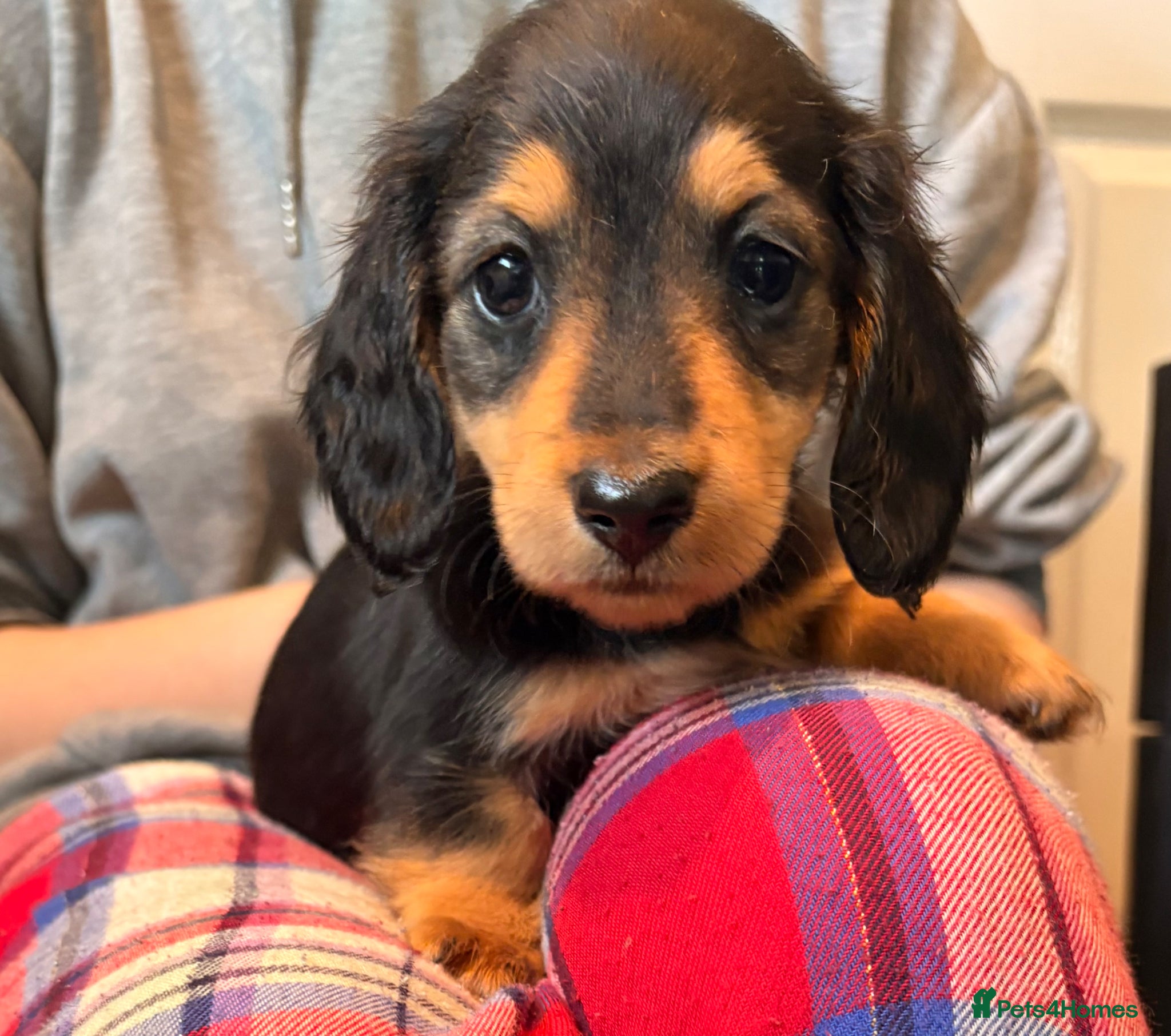 Miniature Dachshund dogs Long Haired - READY NOW. KC Registered if required - Advert 1