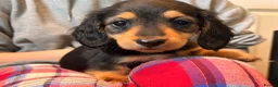 Miniature Dachshund dogs for sale: Long Haired - READY NOW. - Advert 9