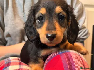 Miniature Dachshund dogs Long Haired - READY NOW. KC Registered if required - Advert 1