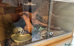 Boa Snake reptiles for sale: Boa, royal and a California king snake for sale  - Image 7