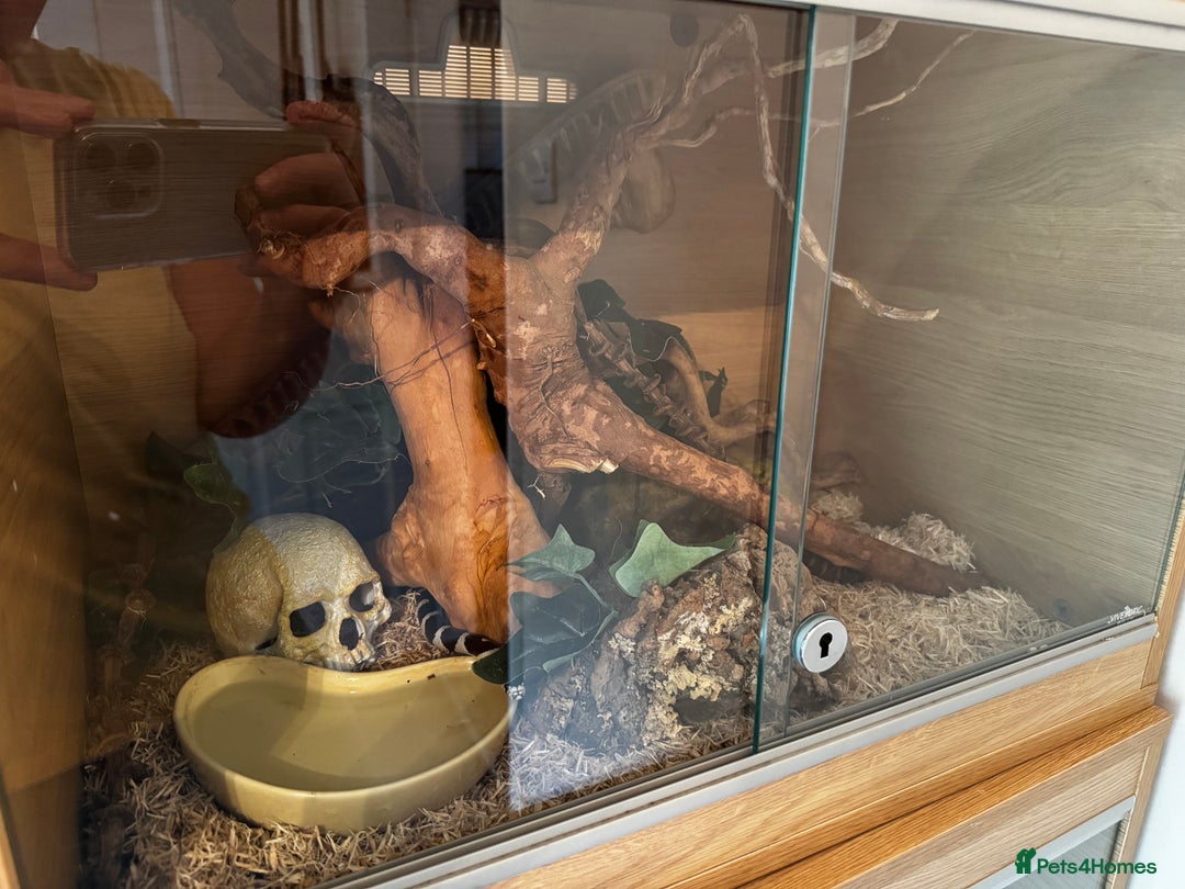 Boa Snake reptiles for sale: Boa, royal and a California king snake for sale  - Image 7