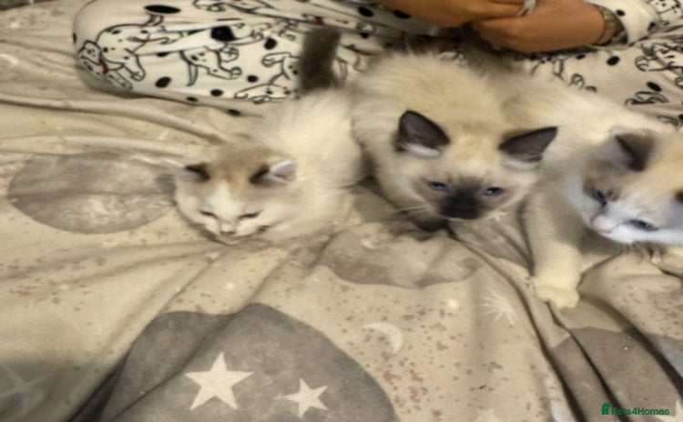 Ragdoll cats - Advert 3