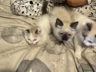 Ragdoll cats - Advert 3