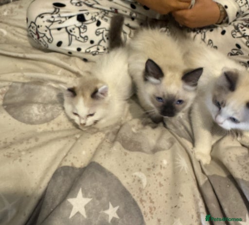 Ragdoll cats - Advert 4