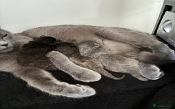 British Shorthair cats for sale: 🐾 British Shorthair Kittens 🐾 - Image 7