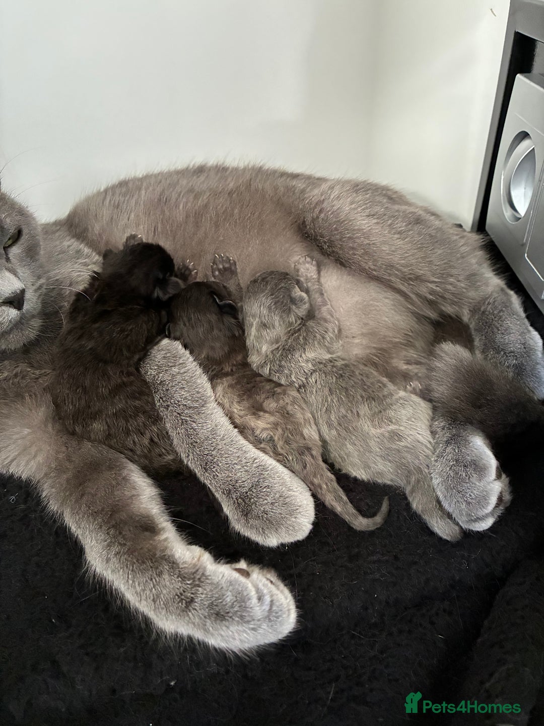 British Shorthair cats for sale: 🐾 British Shorthair Kittens 🐾 - Image 7