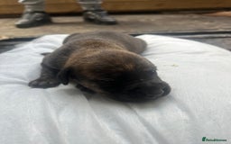 Mixed Breed dogs for sale: Doberman x cane corso  - Image 14