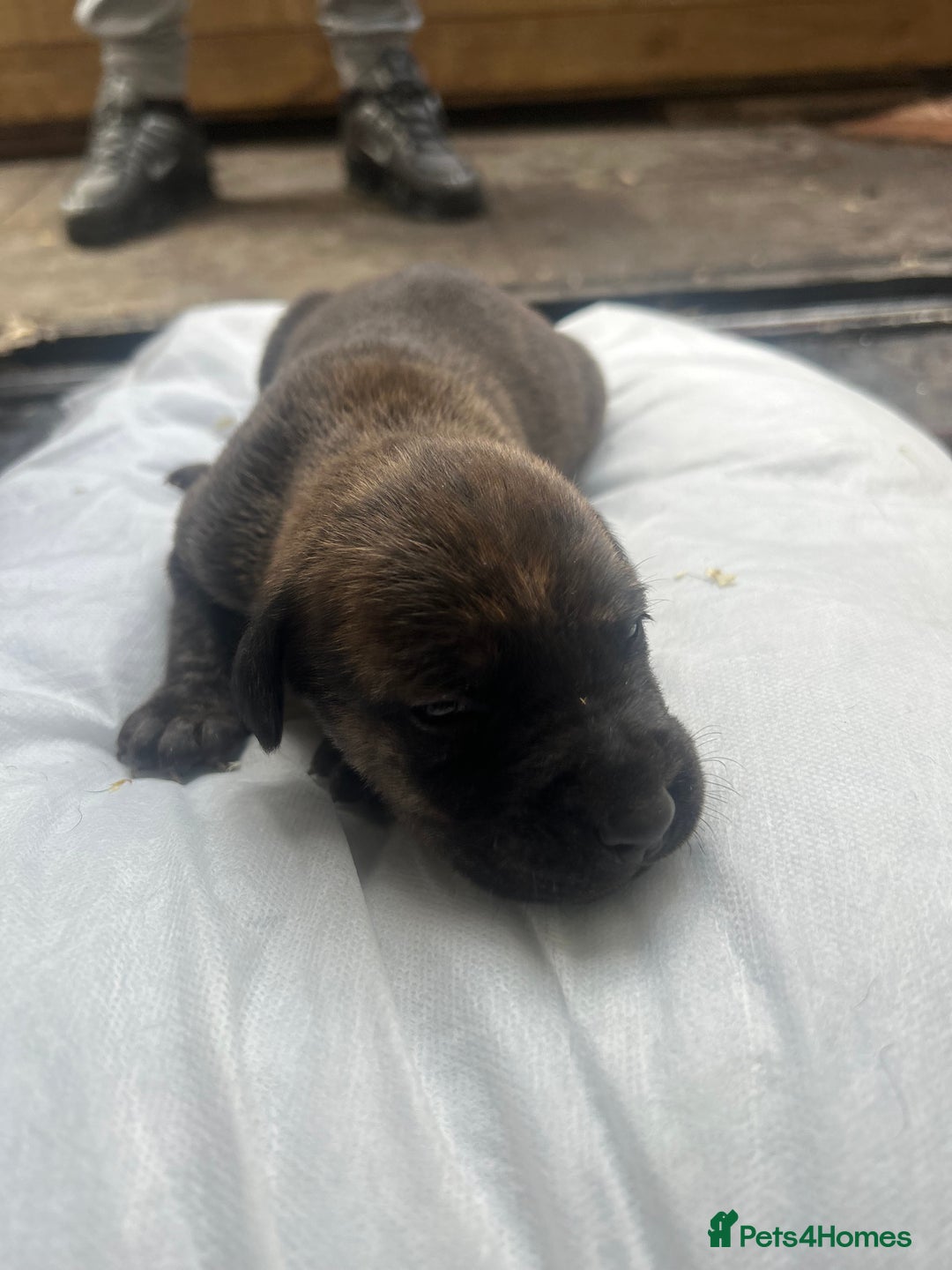Mixed Breed dogs for sale: Doberman x cane corso  - Image 14