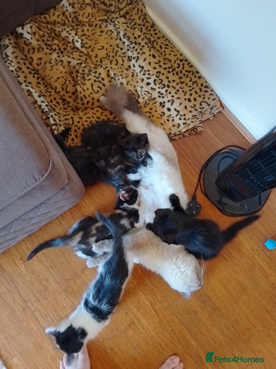 Ragdoll cats for sale: 1 Black Ragdoll Cross Kitten NO OTHER CATS/DOGS  - Image 4