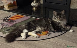 Maine Coon cats for sale: Price reduced   PEDIGREE MAINECOON KITTENS  - Image 4