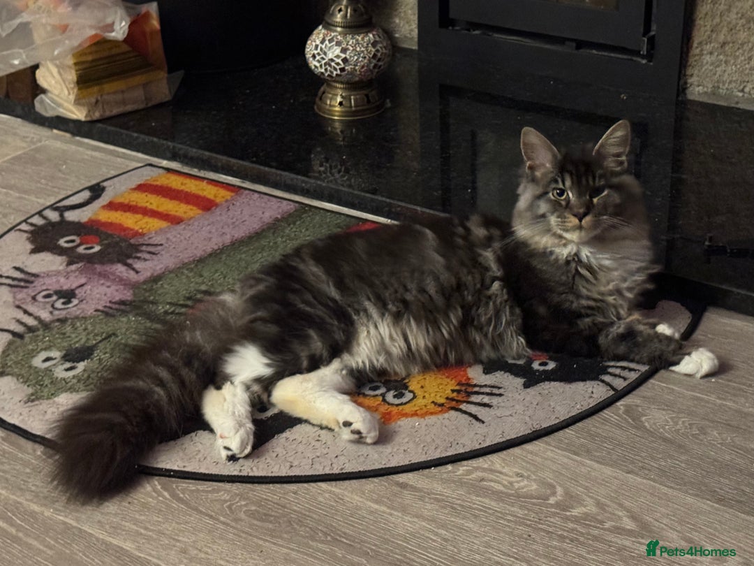 Maine Coon cats for sale: Price reduced   PEDIGREE MAINECOON KITTENS  - Image 4