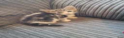 Mixed Breed cats for sale: beautiful Tabby kitten female 8 weeks old in Birmingham - Advert 5