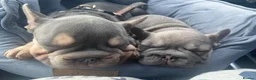 French Bulldog dogs for sale: Female French bulldog - Advert 4