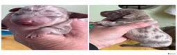 Dachshund dogs for sale: Miniature dachshunds - Advert 7