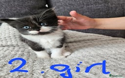 Mixed Breed cats for sale: Fluffy kittens for sale - Image 3